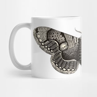 Brahmaea Moth - Vintage Illustrated Insect Mug